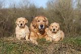 GOLDEN RETRIEVER 004